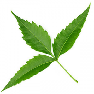 neem mango leaves bombay spices neem mango leaves bombay spices